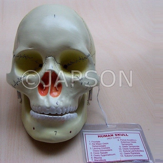 Human Model, Skull Human Model, Skull